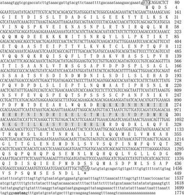 Mitf Involved in Innate Immunity by Activating Tyrosinase-Mediated Melanin Synthesis in Pteria penguin